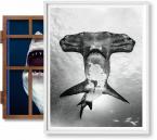 Michael Muller. Sharks, Art Edition No. 101-200 'Under Study'