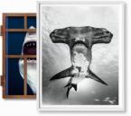 Michael Muller. Sharks, Art Edition No. 101-200 'Under Study'