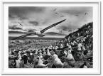 SebastiÆo Salgado. GENESIS, Art Edition No. 201-300 'Black-Browed Albatross