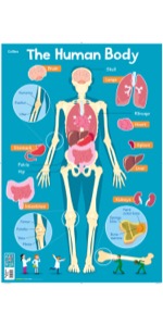 Collins Children's Poster Human Body